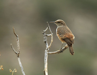 : Salpinctes obsoletus; Rock Wren