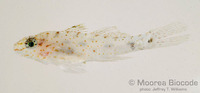 : Coryphopterus neophytus