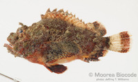 : Scorpaenopsis macrochir