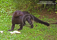 : Eira barbara; Tayra, Tree Otter