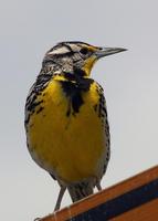 : Sturnella neglecta; Western Meadowlark