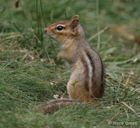 : Tamias striatus; Eastern Chipmunk