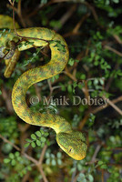 : Atheris chlorechis; Westafrican Bushviper