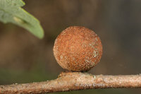 : Disholcaspis washingtonensis; Fuzzy Gall Wasp