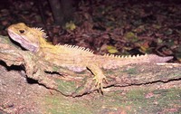 : Sphenodon punctatus; Tuatara