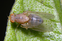 : Minettia flaveola