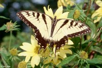 : Papilio glaucus; Eastern Tiger Swallowtail