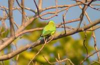 Plum-headed Parakeet (Psittacula cyanocephala) 2005. január 8. Ramnagar