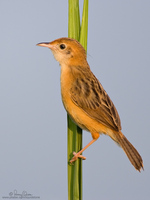 Bright-Capped Cisticola Scientific name - Cisticola exilis