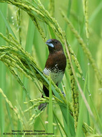 White-bellied Munia Scientific name - Lonchura leucogastra