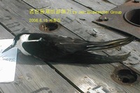 검은등제비갈매기Sooty Tern