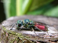 Chrysis bicolor Foto/billede af