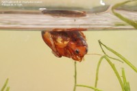Rød Kuglevandkalv (Hyphydrus ovatus)