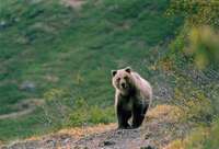 Бурый медведь - Ursus arctos Linneanus, 1758 - Brown Bear.