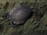 Oniscus asellus - Common Shiny Woodlouse