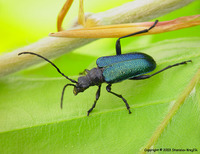 Gaurotes virginea virginea