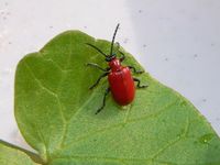 Lilioceris lilii - Lily Beetle