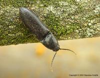 Procraerus tibialis