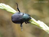 Anisoplia lata