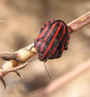 Graphosoma lineatum - Stink Bug