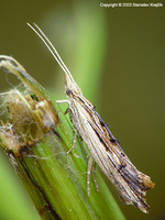 Ypsolopha scabrella