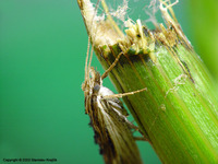 Ypsolopha scabrella