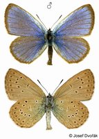 Maculinea alcon f. rebeli - Mountain Alcon Blue