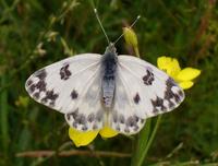 Pontia edusa - Eastern Bath White