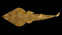 Rhinobatos lentiginosus, Atlantic guitarfish: fisheries