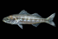 Xenistius californiensis, Californian salema: fisheries