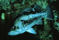 Sebastes melanops, Black rockfish: fisheries, gamefish, aquarium