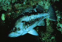 Sebastes melanops, Black rockfish: fisheries, gamefish, aquarium