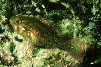 Apogonichthys perdix, Perdix cardinalfish: