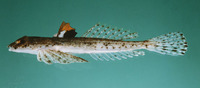 Callionymus marleyi, Sand dragonet: fisheries