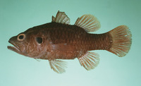 Fowleria aurita, Crosseyed cardinalfish: