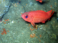Myripristis leiognathus, Panamic soldierfish: fisheries