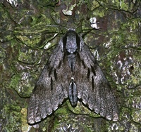 Sphinx pinastri - Pine Hawk-moth