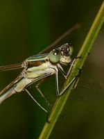 Lestes dryas - Scarce Emerald Damselfly