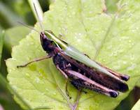 Omocestus viridulus - Common Green Grasshopper