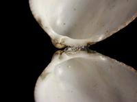 Laevicardium oblongum