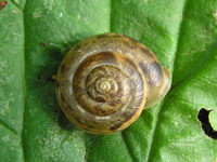 Urticicola umbrosus
