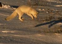 Image of: Vulpes lagopus (Arctic fox)