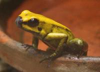 Phyllobates terribilis