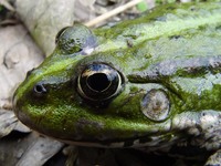 Rana ridibunda - Lake Frog