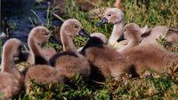 Cygnus olor - Mute Swan