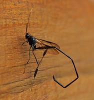 Image of: Pelecinus polyturator