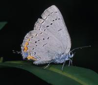 Image of: Satyrium acadica