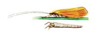 Image of: Triaenodes bicolor