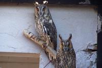 Asio otus - Long-eared Owl