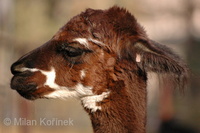 Lama guanicoe f. pacos - Alpaca